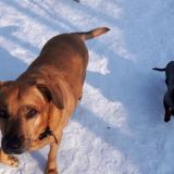 Daisy und Suri